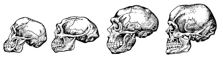 Four Human Skulls Progressively Growing Larger