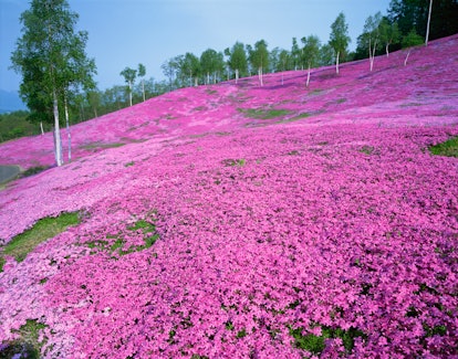Takinowe Park in Japan is one of Barbiecore's travel destinations for 2022. 
