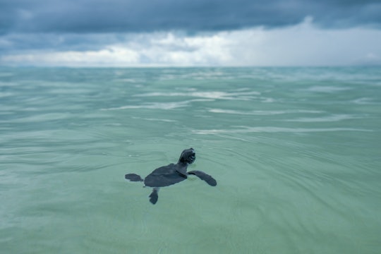 Hundreds of baby sea turtles on Thursday, August 4, 2022 were released into the sea in Indonesias Ba...