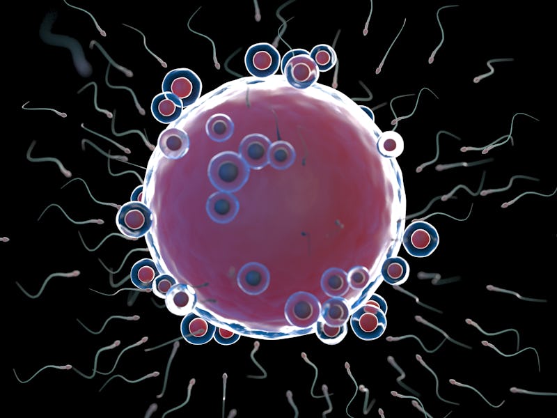Fertilisation, illustration.