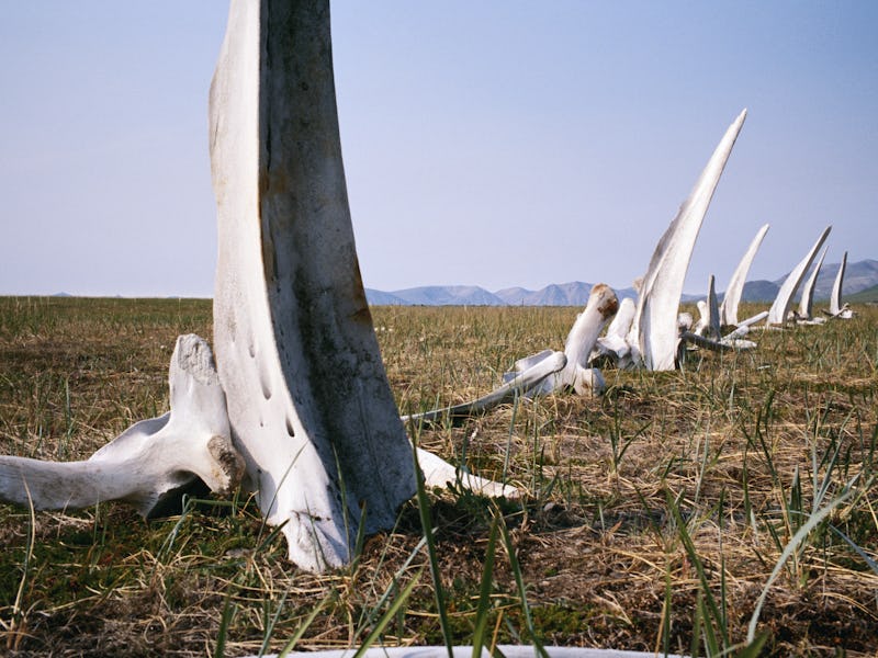 'Whale Bone Alley,'  was discovered by Soviet archaeologists in 1976, but has remained untouched sin...