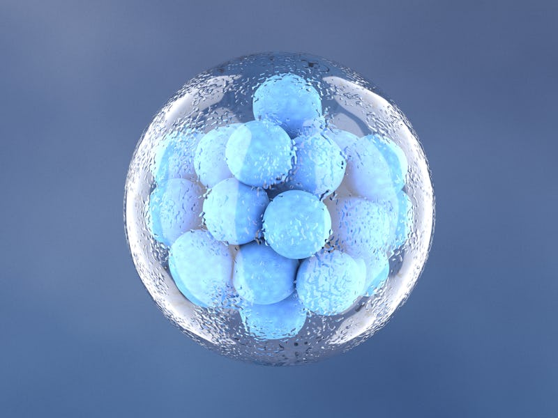 Morula, a solid ball of cells resulting from division