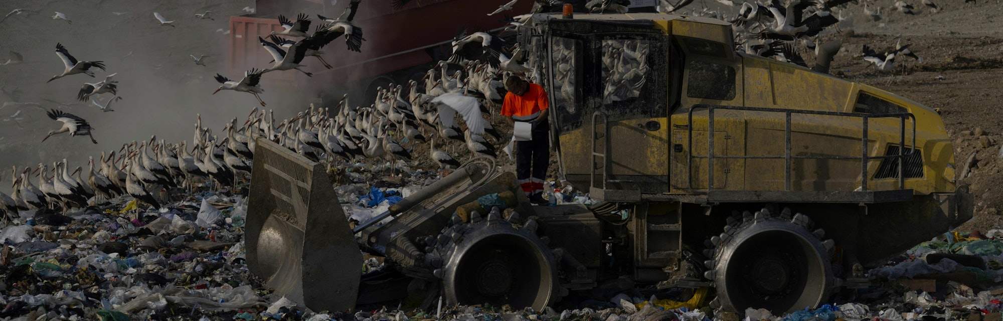 Hundreds of storks surround a truck at a landfill in the outskirts of Pinto near Madrid on July 14, ...