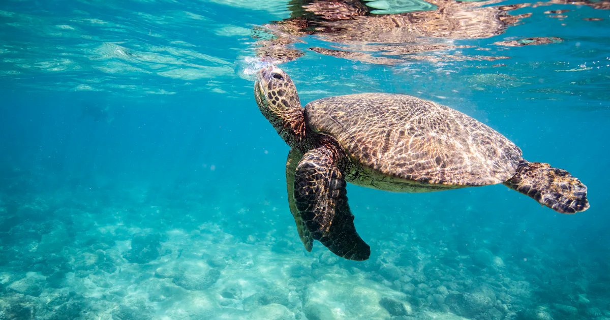 Florida Ridley Turtle The Kemp's ridley turtle is making a comeback in the Chandeleur Islands
