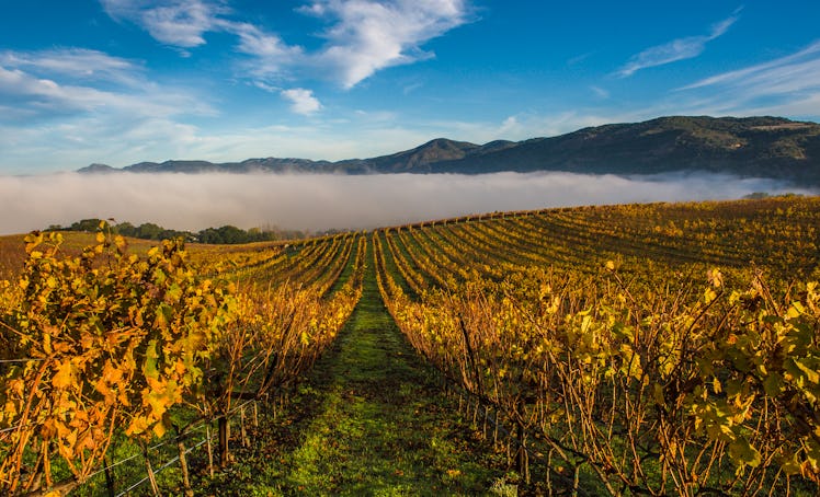 Napa Valley, California  is one of the best places to see fall foliage in the US in 2022.