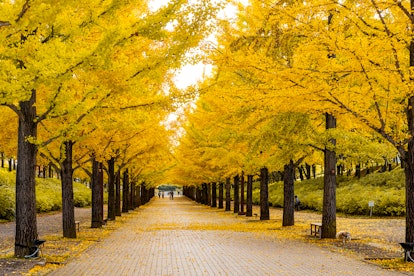 The Tunnel of Trees, Michigan is one of the best places to see fall foliage in the US in 2022.
