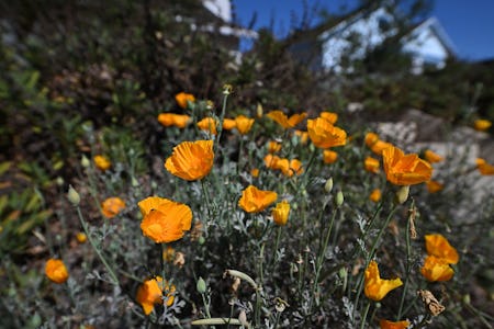 California poppies in a front lawn