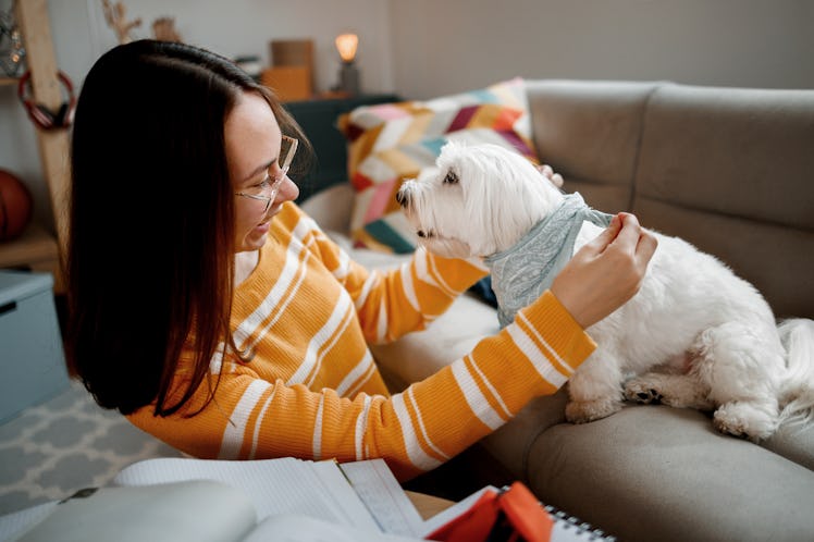 Girl playing with dog at home