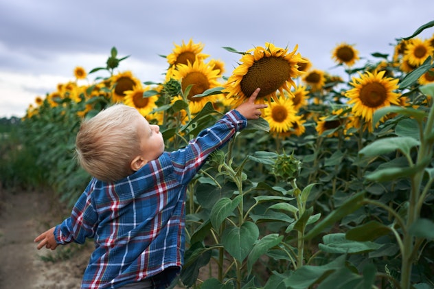 Cute baby and sunflower.