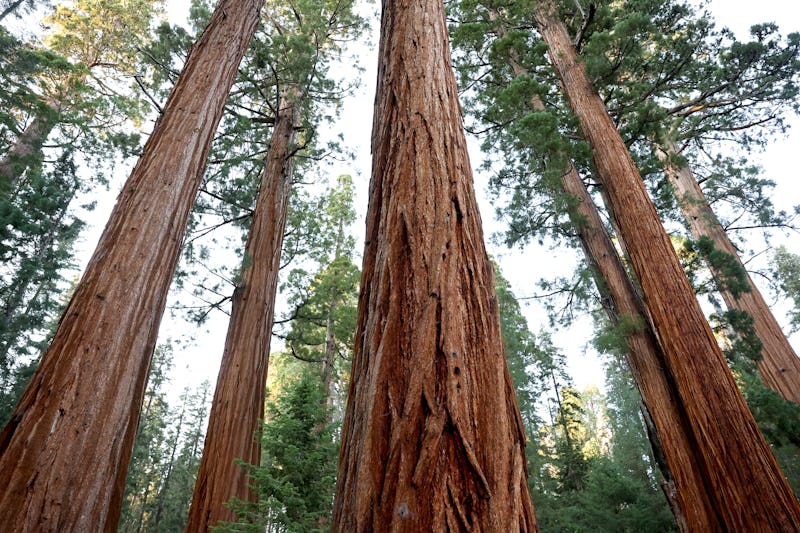 SEQUOIA NATIONAL PARK, CALIFORNIA - AUGUST 22: Giant sequoia trees stand on August 22, 2022 in Sequo...