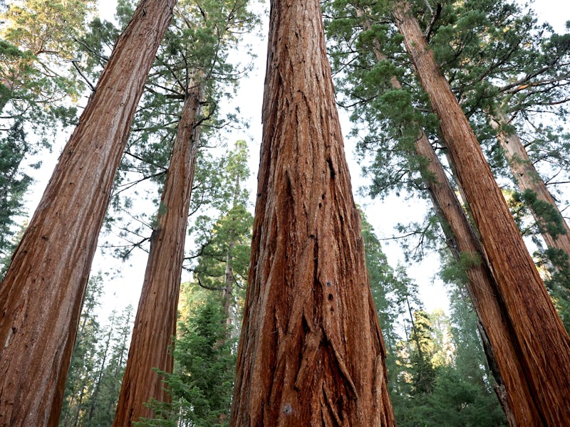 SEQUOIA NATIONAL PARK, CALIFORNIA - AUGUST 22: Giant sequoia trees stand on August 22, 2022 in Sequo...