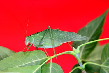 Louisville, CO USA- Aug 22, 2022: Katydids are a  group of insects from the order Orthoptera. They a...