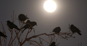 DELANO, CA - FEBRUARY 13:  Crows gather in large nightly communal roosts under a full moon after spe...