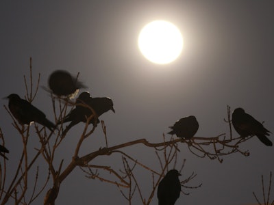 DELANO, CA - FEBRUARY 13:  Crows gather in large nightly communal roosts under a full moon after spe...