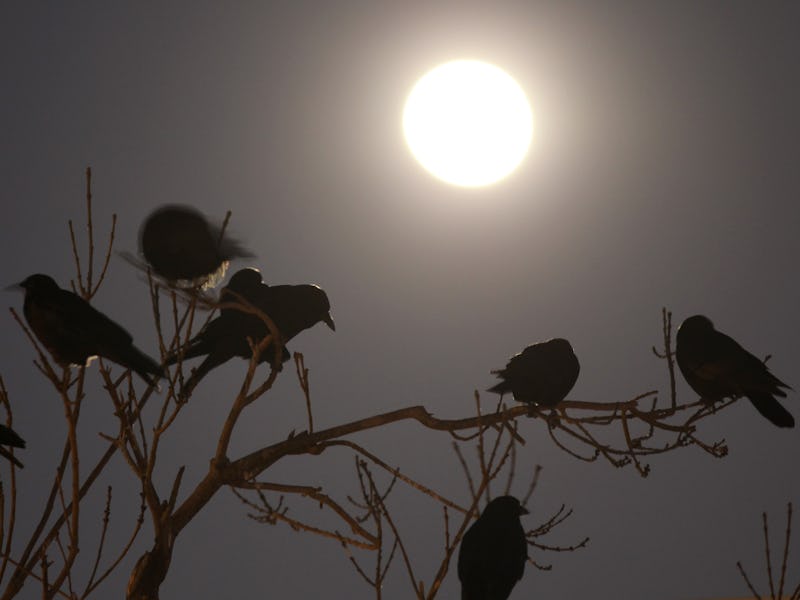 DELANO, CA - FEBRUARY 13: Crows gather in large nightly communal roosts under a full moon after spe...