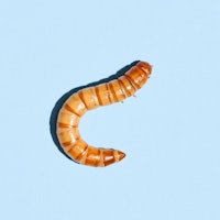 Close-up of a yellow mealworm used to feed bluebirds and other insectivorous wild birds like swifts ...