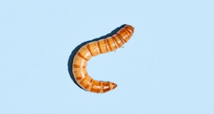 Close-up of a yellow mealworm used to feed bluebirds and other insectivorous wild birds like swifts ...