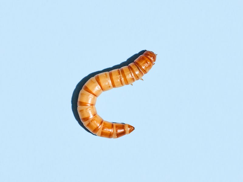 Close-up of a yellow mealworm used to feed bluebirds and other insectivorous wild birds like swifts ...