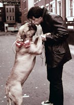 American actor Sylvester Stallone, as Rocky Balboa, kissing a dog in a still from the film 'Rocky,' ...