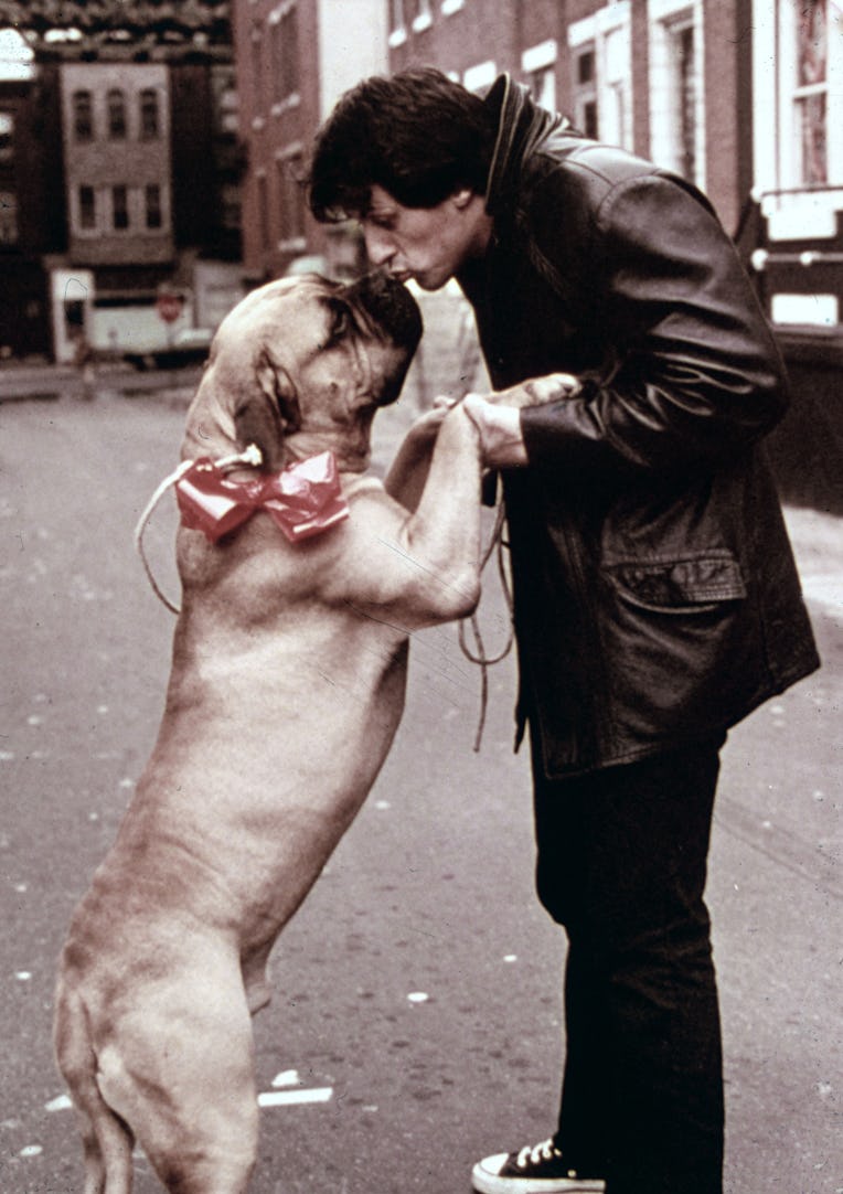 American actor Sylvester Stallone, as Rocky Balboa, kissing a dog in a still from the film 'Rocky,' ...