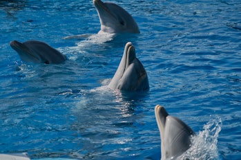 A group of dolphins perform in a pool of clear blue water at an animal theme park