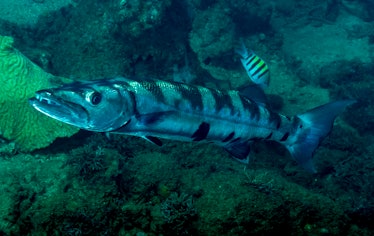 Great Barracuda,Sphyraena barracuda,in Chichiriviche de la Costa,Venezuela,Caribbean Sea.