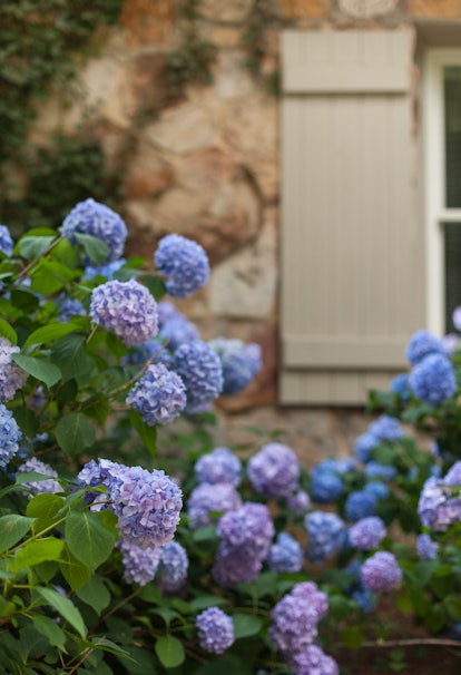 Close-up of hydrangeas next to stone wall, showcasing hydrangea tips for optimal growth.