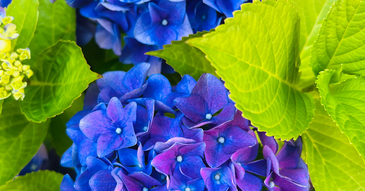 12 Hydrangea Care Tips For Better Blooms