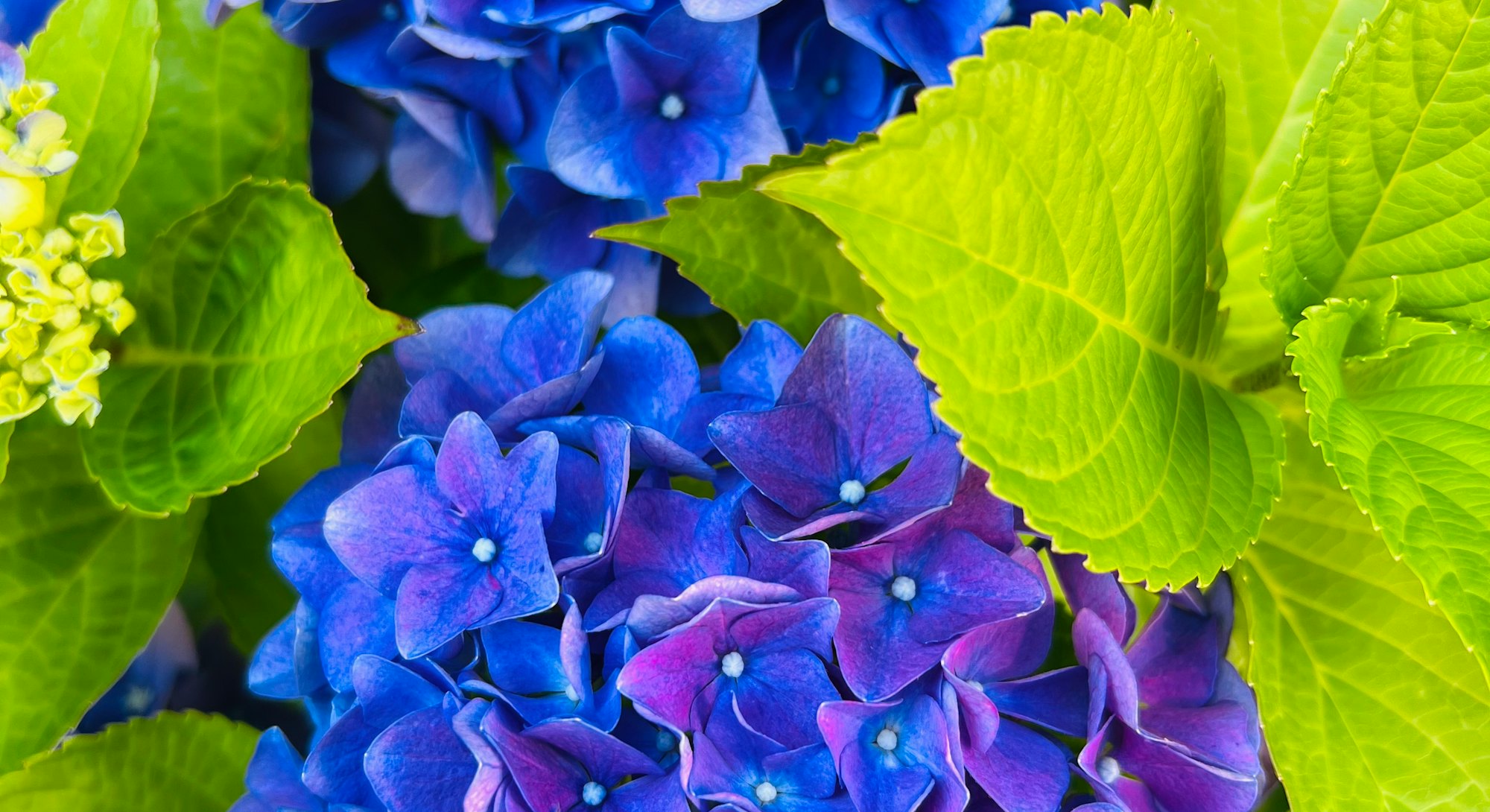 These hydrangea tips will help you grow gorgeous blooms.