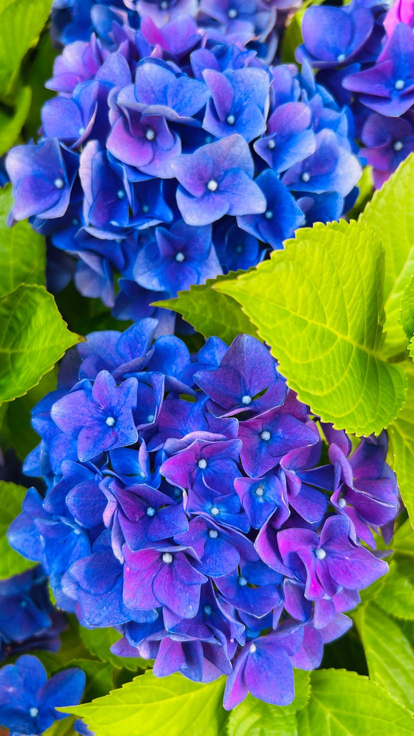 These hydrangea tips will help you grow gorgeous blooms.