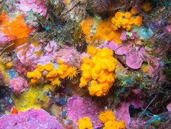 Beautiful corals in Straits of Gibraltar.