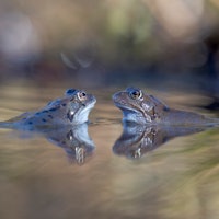 Wild sex killed hundreds of ancient frogs, scientists say