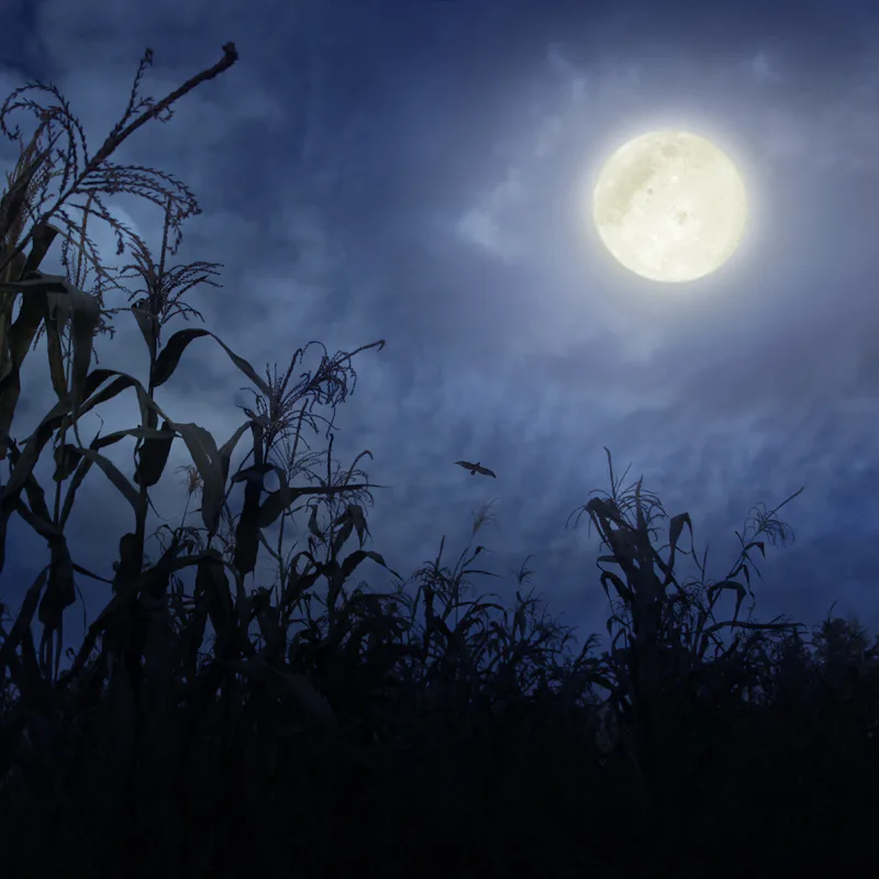 Eerie moonlight lighting a forest landscape.