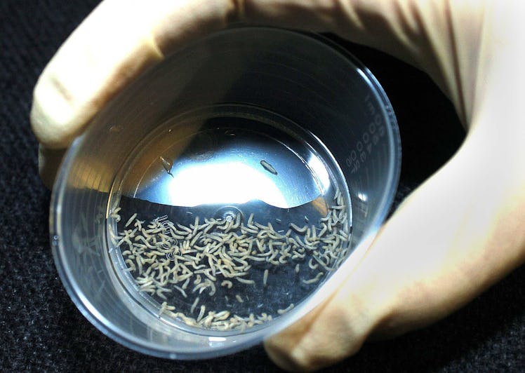 Maggot treatment for leg ulcers being prepared at a walk-in clinic. A new NHS-funded, three-year tri...