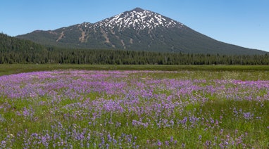 A carpet of wildflowers under Mt. Batchelor in the Cascade Mountains in Central Oregon