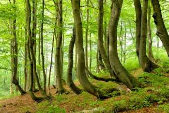 Trees warping in nature.