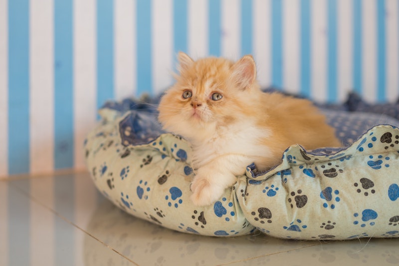 An adorable, curious Scottish fold kitten lies on the mattress in the living room at home