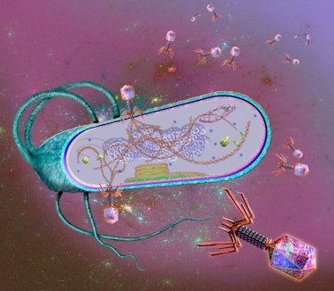 Illustration of bacteriophages (purple) infecting a bacterial cell. Bacteriophages, or phages, infec...