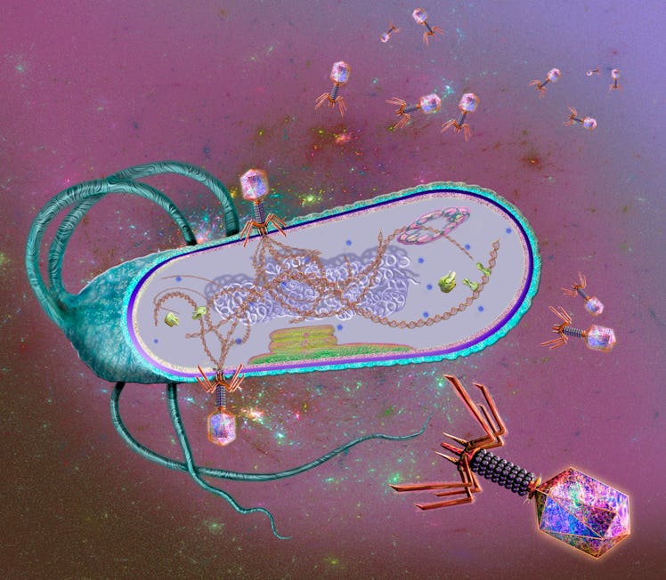 Illustration of bacteriophages (purple) infecting a bacterial cell. Bacteriophages, or phages, infec...