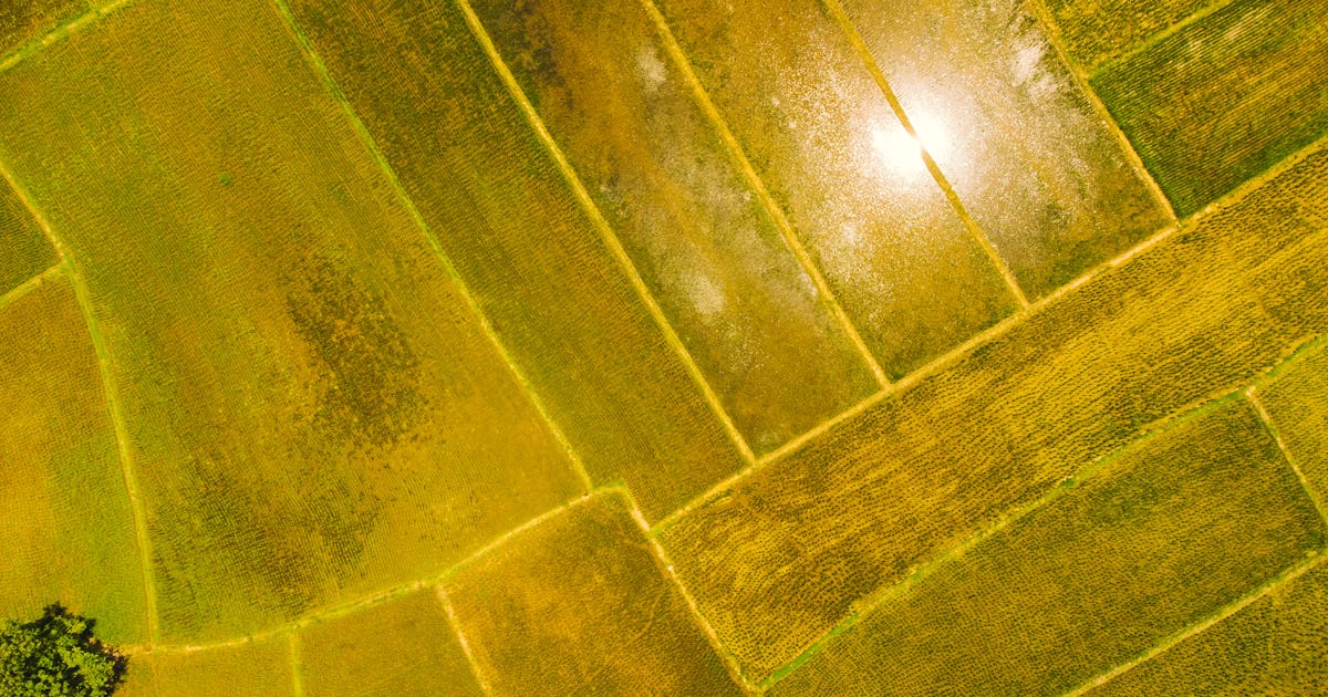 This genetically modified rice could transform the global food supply