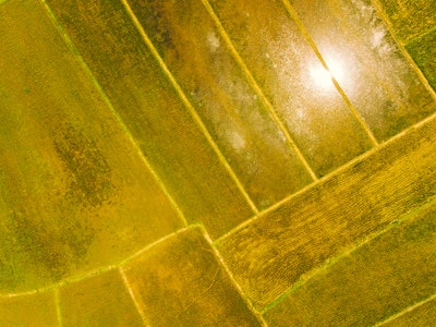 aerial view of rice fields in rural Nan province