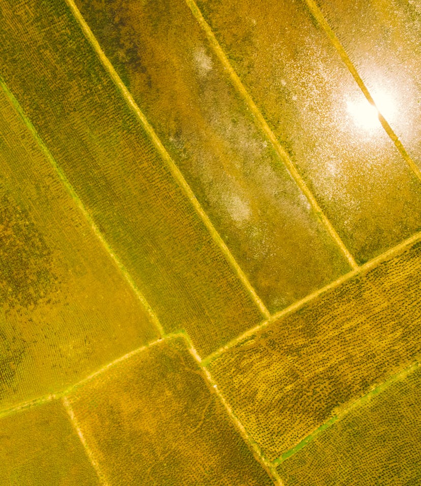 This genetically modified rice could transform the global food supply