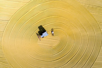 A field of rice, a staple crop worldwide that is often genetically modified to increase yields.
