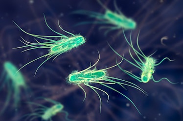 Escherichia coli bacteria, computer illustration. E. coli is a rod- shaped bacterium (bacillus). Its...
