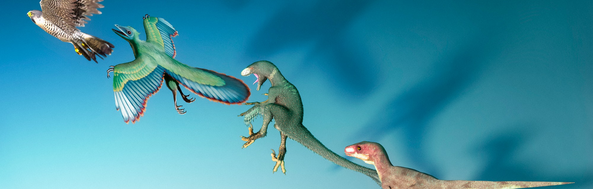 Evolution of birds, illustration. Modern birds (left) evolved from therapod dinosaurs (right) that l...