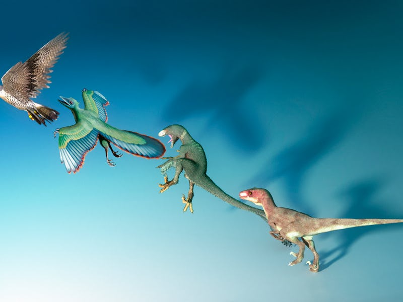 Evolution of birds, illustration. Modern birds (left) evolved from therapod dinosaurs (right) that l...
