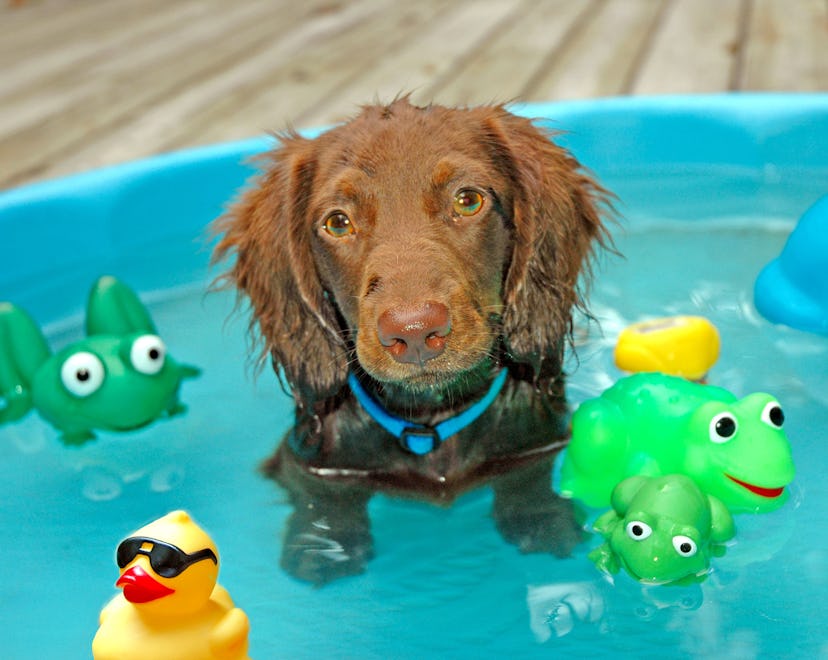 dachshund in kiddie pool with toys, best kiddie pools for dogs