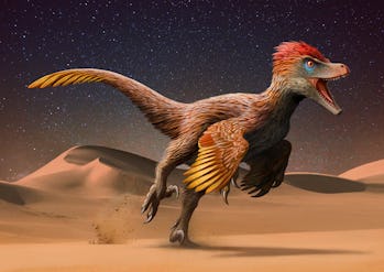 Velociraptor mongoliensis running across the Mongolian Desert.