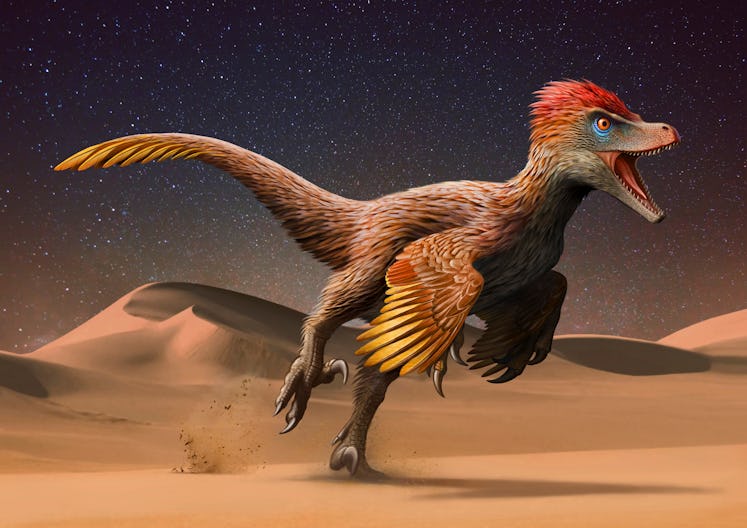 Velociraptor mongoliensis running across the Mongolian Desert.