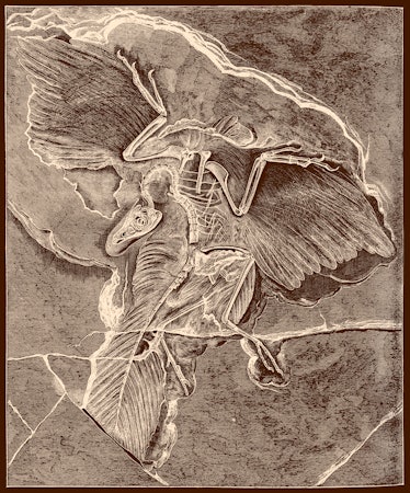 Illustration of a Archaeopteryx